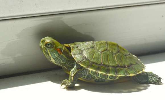 How to control the temperature when raising turtles?