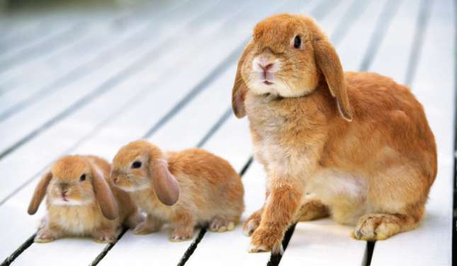 Rabbits can't drink water, what about hares?