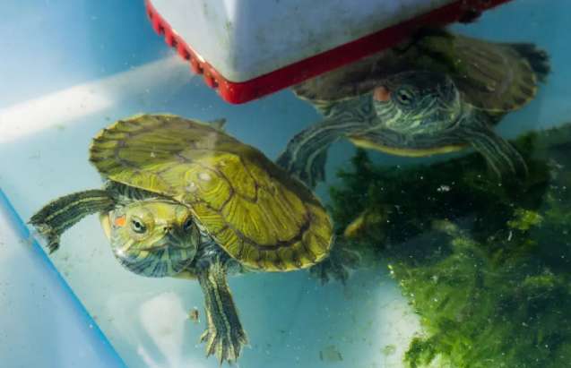 Turtle heating and breeding equipment in winter?
