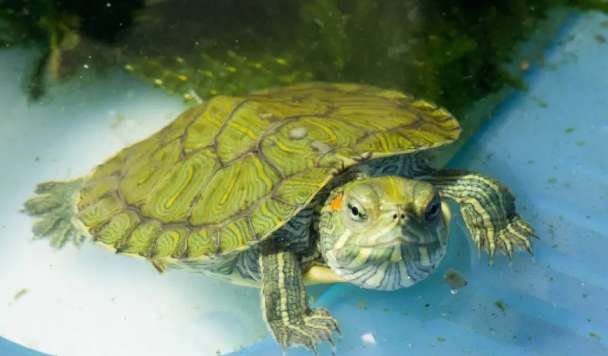 How to maintain water quality when raising turtles?