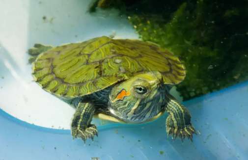 How to maintain water quality when raising turtles?