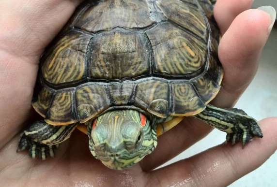 What is the hibernation temperature for Brazilian turtles?