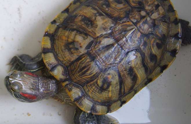 What is the hibernation temperature of Brazilian turtles?