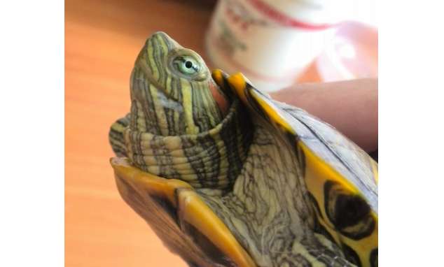 Is water quality important when raising Brazilian turtles?