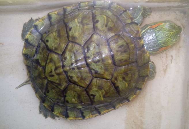 Is water quality important when raising Brazilian turtles?