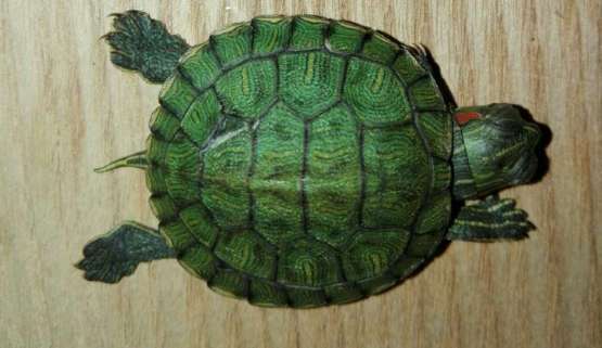 Do Brazilian turtles need water to hibernate? Do Brazilian turtles need water to hibernate? 