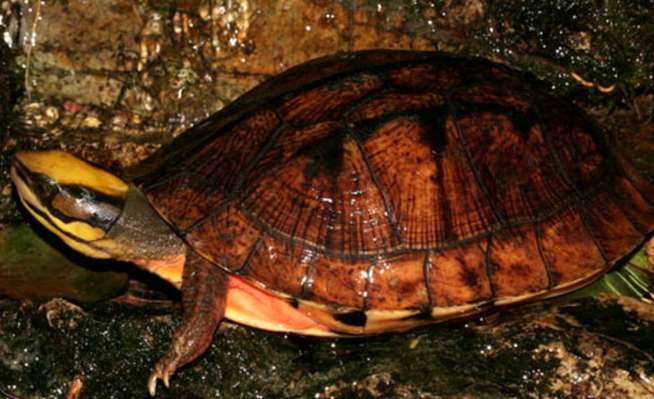 Observations on mating and egg laying of three-line closed-shell turtles?