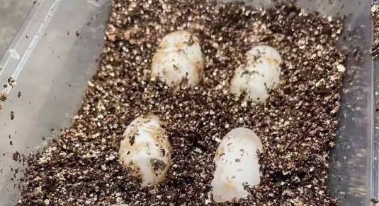 Tell: About the hatching of turtle eggs?