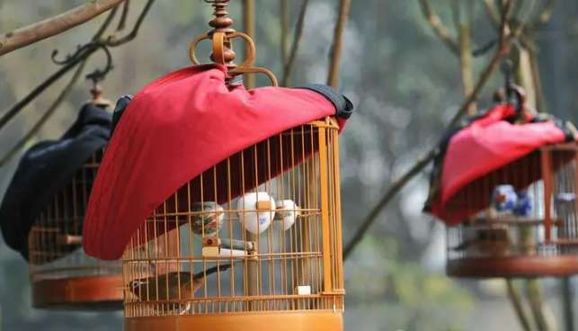 What should we pay attention to when raising birds at home in all seasons?