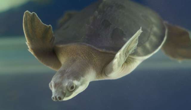 How do pig-nosed turtles reproduce?