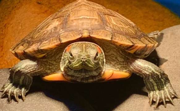 ¿Qué hacer si una tortuga brasileña muda su piel? ¿A qué prestar atención?