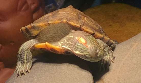 What should I do if the Brazilian turtle sheds its skin? What should I pay attention to?