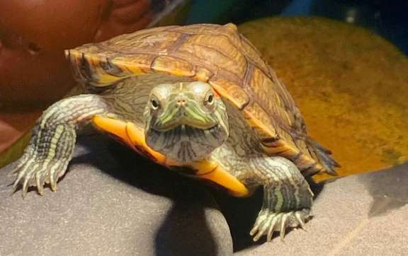 ¿Qué debo hacer si una tortuga brasileña echa espuma por la boca? ¿que razón?