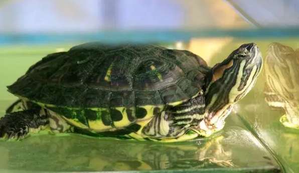 ¿Qué debo hacer si mi tortuga brasileña le tiene miedo a la gente? ¿Cómo resolver?