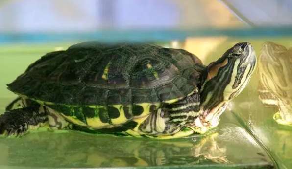 What should I do if the Brazilian turtle is afraid of people? How to solve it?