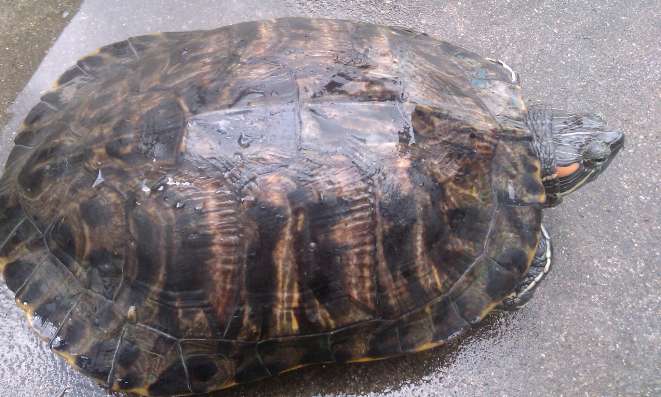¿Son venenosas las tortugas brasileñas?
