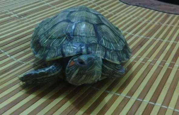 How to identify the gender and age of turtles?
