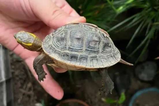 How to identify the gender and age of turtles?