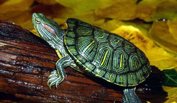 What should I do if the Brazilian turtle is afraid of people? How to solve it?