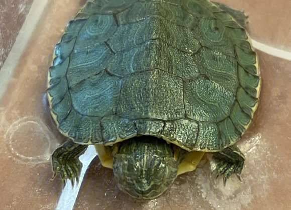 What is the process of embryonic development of turtles?