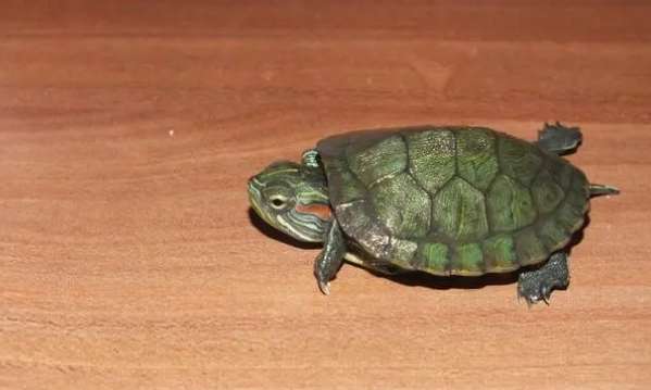What is the process of embryonic development of turtles?