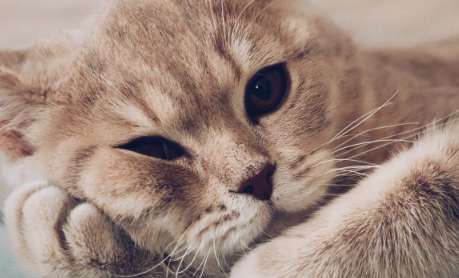 What should I do if a female cat urinates hematuria frequently but doesn’t urinate much?