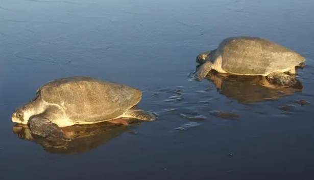 Pacific olive ridley turtles crawl onto Indian beaches to lay eggs?