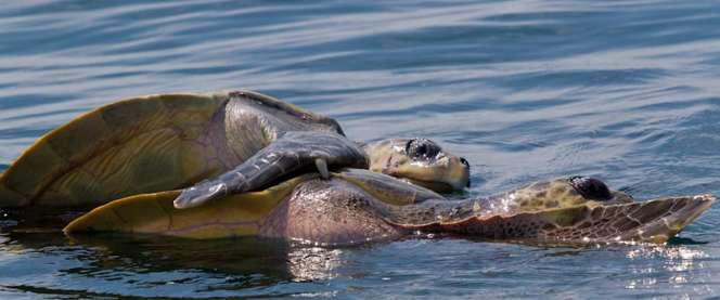 Pacific Olive Ridley turtles crawl onto Indian beaches to lay eggs?