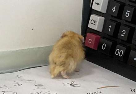 Que dois-je faire si mon hamster ne mange pas et est toujours de mauvaise humeur ?