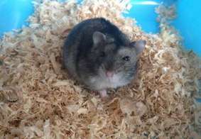 What should I do if my hamster has diarrhea? What medicine should I take?