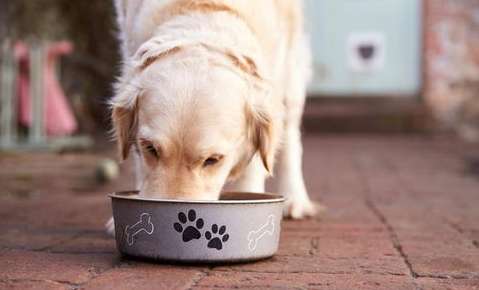 Dürfen Hunde Brot essen und was soll ich tun, wenn sie es tun?