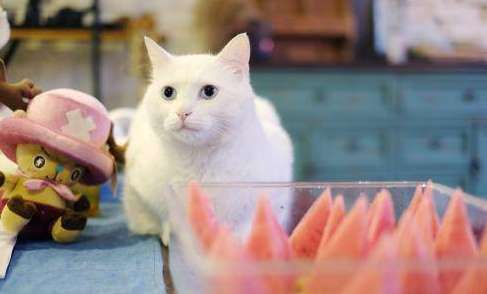What should you do if you accidentally eat something that your cat has eaten?