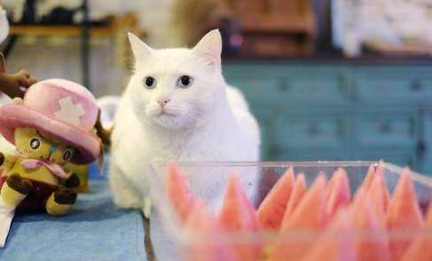 Was sollten Sie tun, wenn Sie versehentlich etwas essen, das Ihre Katze gefressen hat?