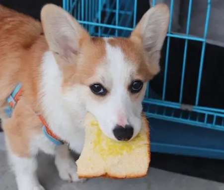 Can dogs eat bread? What should I do if I eat it?