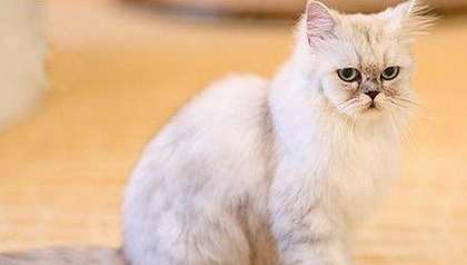 What to do if a Chinchilla cat has dystocia? Let me tell you!