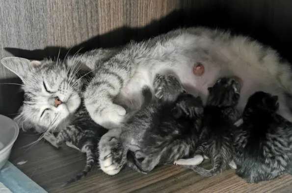 What should I do if my cat has difficulty giving birth?