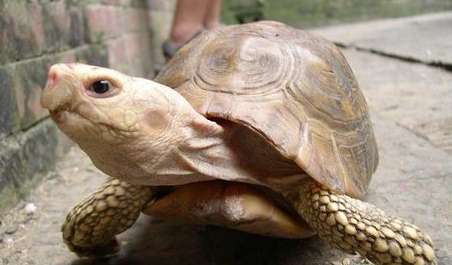 Do turtles need water to hibernate? What should I do if a turtle doesn’t eat after hibernating?