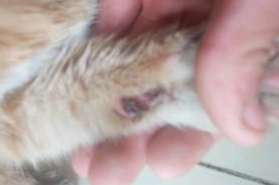 What should I do if my cat’s feet are rotten? Come and see