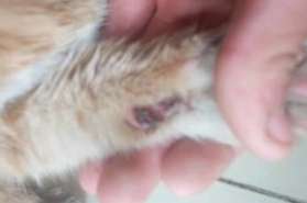 What should I do if my cat's feet are rotten? Let's take a look