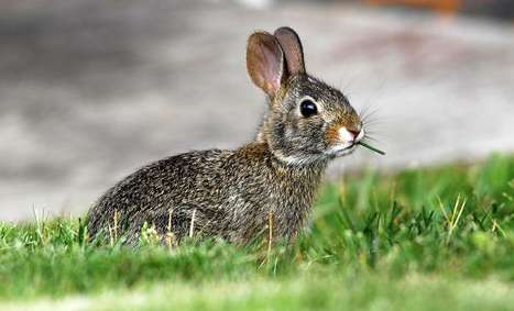 What should I do if a rabbit urinates and defecates in a grass nest?