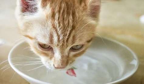 What should I do if my cat urinates hematuria frequently but doesn’t urinate much? Come and see