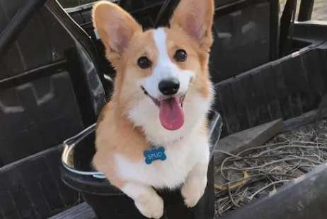 What should I do if my Corgi puppy keeps barking when I put it in the cage?