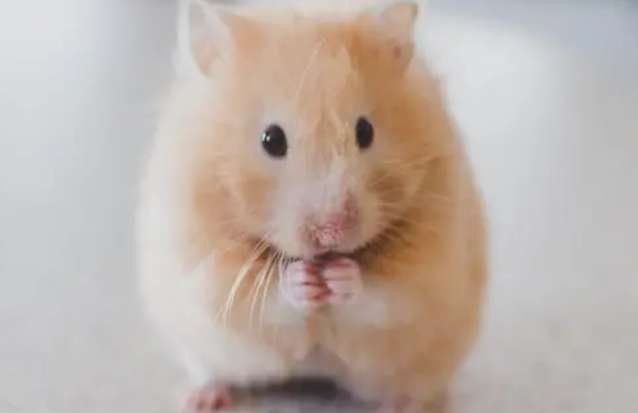 What should I do if my hamster's eyes are inflamed?