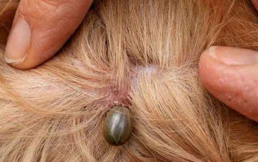 What should I do if there is a tick on my dog's ear?