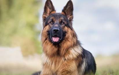 What should I do if my German Shepherd has trichiasis? The method is actually very simple!