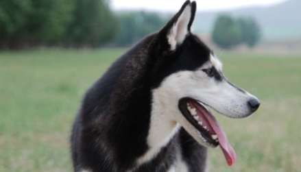 Can dogs eat purple sweet potatoes? Let's take a look