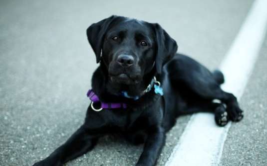 犬は紫芋を食べても大丈夫ですか？見てみましょう