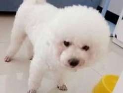 What should I do if my Bichon Frize is picky about eating dog food?