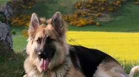 What should I do if my German Shepherd has trichiasis? The method is actually very simple!