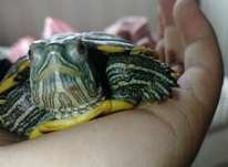 Can Brazilian turtles be raised dry? What should I do if they don't eat?